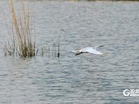 鱼翔浅底水鸟纷飞，张村河尽显生态之美