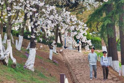 青岛今天晴间多云沿海有雾，市区最高气温17℃，最低气温11℃