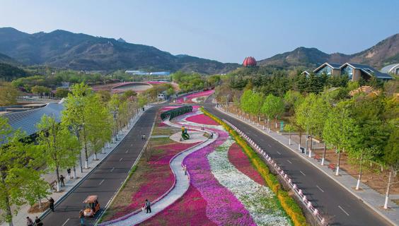 春日花海迎客来，青岛这一打卡地美出新高度！
