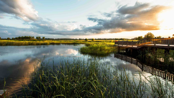 姜山湿地迎来5万“长江客”，​柳叶鳊“泰鱼1号”青岛养殖基地正式落户 