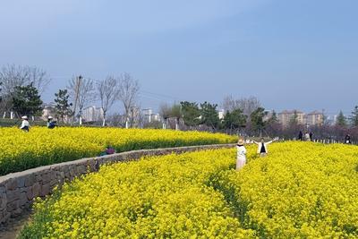 开往油菜花海！青岛巴士驶出春日“油”趣车厢