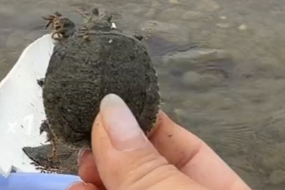 “功德”被明码标价，揭开直播间“打赏放生”的生态隐患