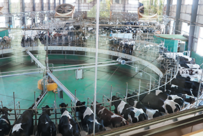 青报经济述评 | 青岛千亿级畜牧业如何“做优做强”