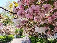 春日有约，这所百年老校双樱盛放