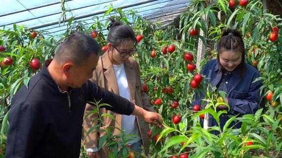 抢“鲜”南下！麻兰油桃“映红”致富路