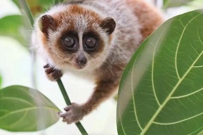 广西发现北倭蜂猴较大种群，中国灵长类研究再添新成果