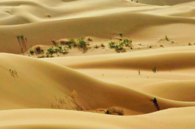 网传库布其沙漠“10万头猪治沙”，经查纯属谣言