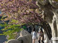 春日有约，这所百年老校双樱盛放