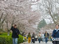 赏樱正当时！中山公园樱花已挂满枝头