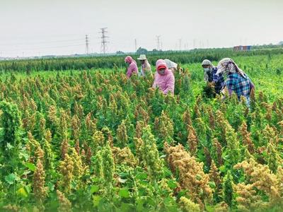 藜麦“走下山”扎根黄三角盐碱地