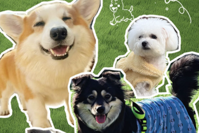 青岛人注意：免费“撒野”，报名通道已开！就在百果山森林公园→