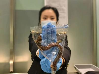 海关查获外来物种36种、218只，其中21种为全国首次截获