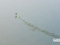 鱼翔浅底水鸟纷飞，张村河尽显生态之美