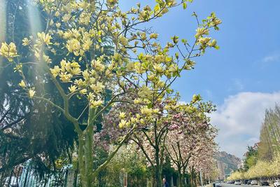 春风十里，花香满车！青岛巴士“赏花主题车厢”温情上线