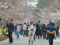 赏樱正当时！中山公园樱花已挂满枝头