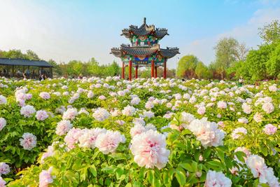 一朵花如何“叫醒”一座城？