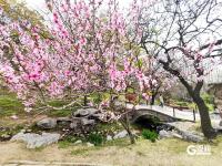 春日私藏！百花苑里百花开