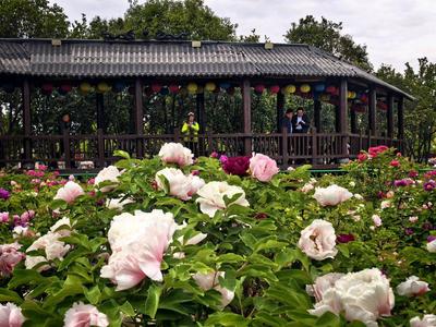 花王花相同框竞艳！菏泽迎来牡丹芍药无缝赏花黄金期