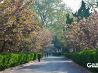 春日有约，这所百年老校双樱盛放