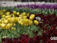 青岛中山公园：“郁”你有约