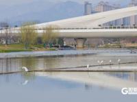 鱼翔浅底水鸟纷飞，张村河尽显生态之美