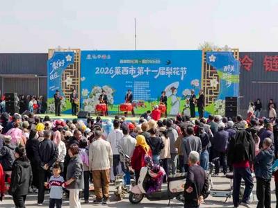 艺心惠民润梨乡，莱西“赋美乡村”工程在万亩梨园落地生根