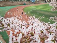 错过等一年！百年学府遇上樱花季