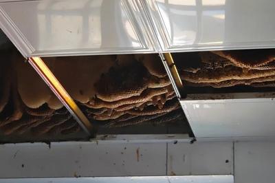 天花板里藏着一个巨型“王国”，规模大到惊人！咋回事？