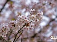春日私藏！百花苑里百花开