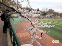 错过等一年！百年学府遇上樱花季