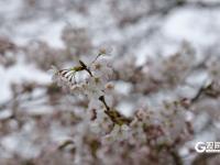 赏樱正当时！中山公园樱花已挂满枝头