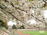 错过等一年！百年学府遇上樱花季