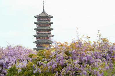 这个周末，青岛这里的紫藤花将全面盛开