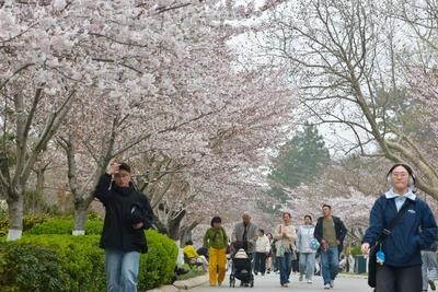 花海市南，漫享春光！青岛这一区发布8条文旅消费季打卡线路