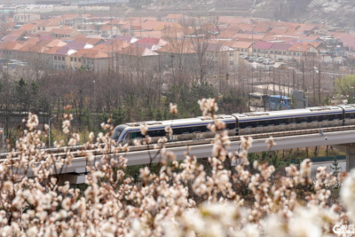 青岛这条最美地铁线，载满菜农对美好生活的期待……