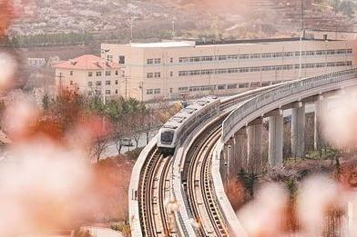 青岛：清明假期赏花热门目的地周边40座车站客运量创年度新高