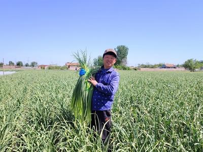 科技赋能抢鲜机，平度6万亩仁兆蒜薹俏销全国