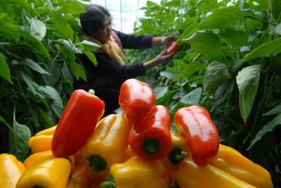 经济日报：科学看待“菜比肉贵”现象