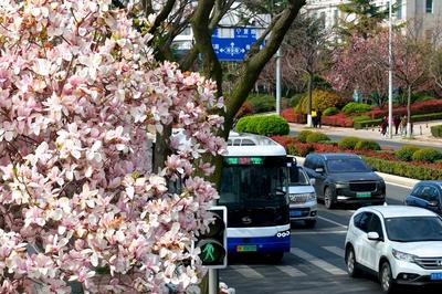 当玉兰花与大海相遇，青岛巴士开出“赏花专线”邀您约会春天