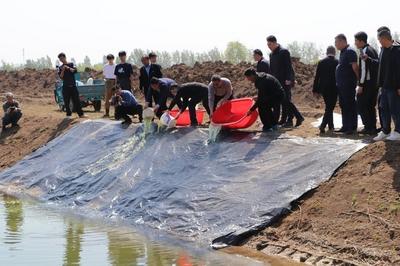 南鱼北养，柳叶鳊“泰鱼1号”成功落户莱西姜山湿地