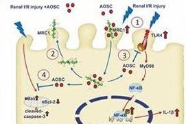 海大团队研发海洋寡糖新药获临床试验批准