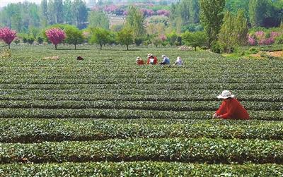 青岛海青镇：70年深耕，一片茶叶变成一个产业
