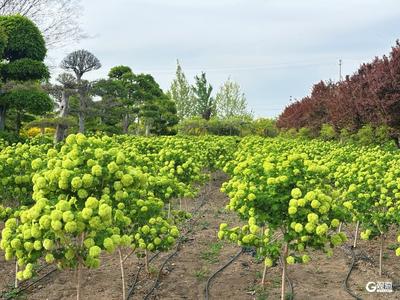 北方珍稀植物“基因库”，青岛这个免费的宝藏植物园藏不住了