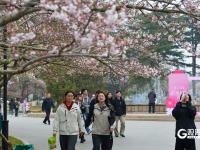 赏樱正当时！中山公园樱花已挂满枝头