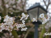 赏樱正当时！中山公园樱花已挂满枝头