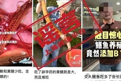 黄鳝在养殖过程中被喂了避孕药？这是传了近30年的谣言