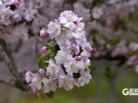 春日私藏！百花苑里百花开