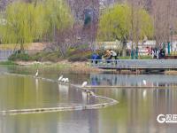 鱼翔浅底水鸟纷飞，张村河尽显生态之美