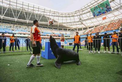 海狮“好客”绿茵场上展绝技！青岛极地明星“圈粉”中超
