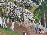 错过等一年！百年学府遇上樱花季